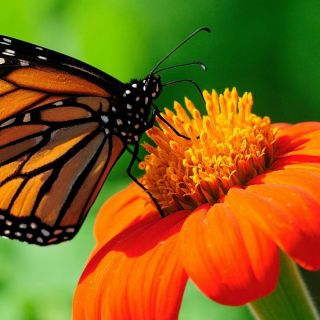 Zamsz ALASKA ecru/taupe