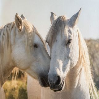 Skaj KARIA Horse love PANEL
